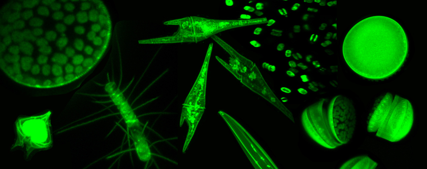 Phytoplankton confocal microscopy
