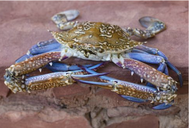 Invasive crustaceans case study