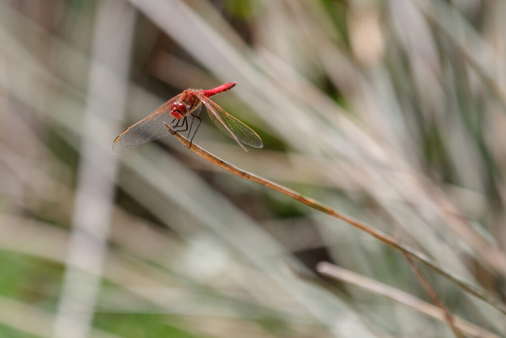 5_home_carousel_MM_20150506_Palude_del_Conte_148-1024x683