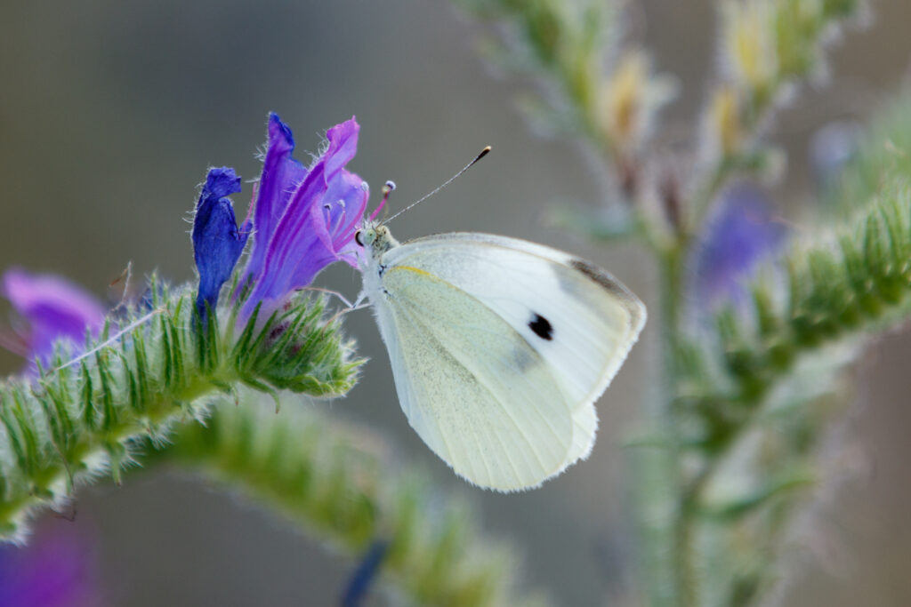 6_home_carousel_MM_20150524_Margherita_di_Savoia_271-1024x683